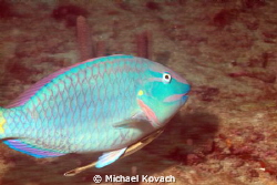Stoplight Parrotfish with Shark Sucker attached on the Bi... by Michael Kovach 